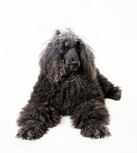 Load image into Gallery viewer, See Spot Studio Pet Portraits - Saturday: April 5th, 2025
