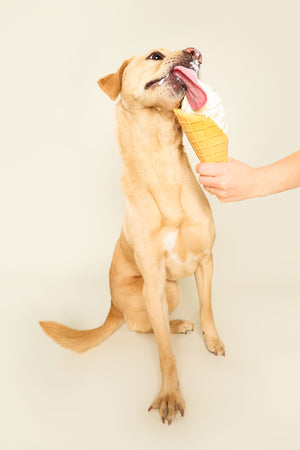 Archived: See Spot Studio Pet Portraits