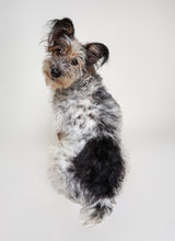 Load image into Gallery viewer, See Spot Studio Pet Portraits - Saturday: April 5th, 2025
