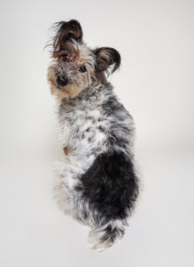 See Spot Studio Pet Portraits - Saturday: April 5th, 2025