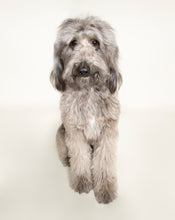 Load image into Gallery viewer, See Spot Studio Pet Portraits - Sunday: January 12th, 2025
