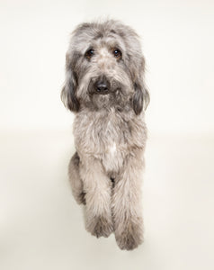 See Spot Studio Pet Portraits - Sunday: January 12th, 2025