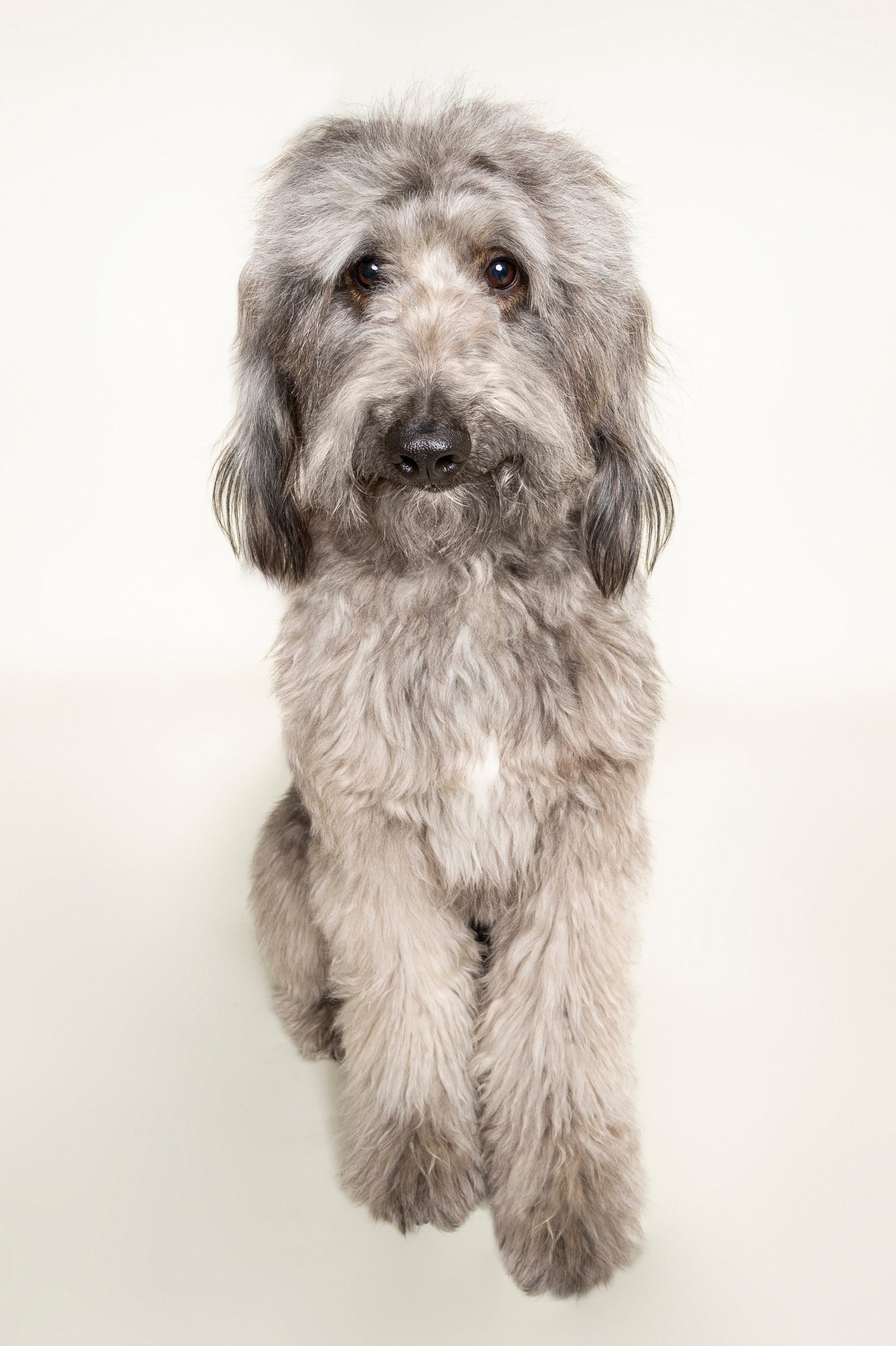 Archived: See Spot Studio Pet Portraits