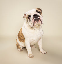 Load image into Gallery viewer, See Spot Studio Pet Portraits - Sunday: January 12th, 2025
