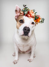 Load image into Gallery viewer, See Spot Studio Pet Portraits - Saturday: April 5th, 2025
