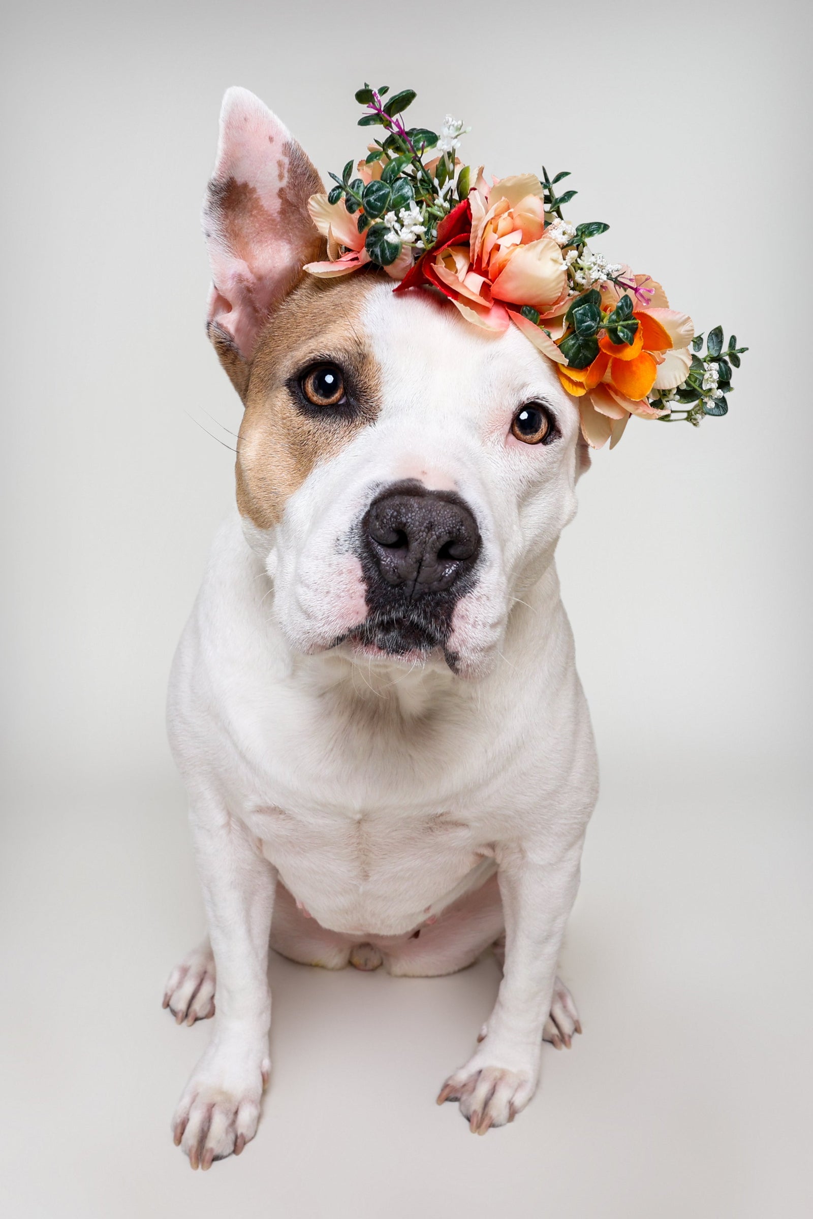 Archived: See Spot Studio Pet Portraits