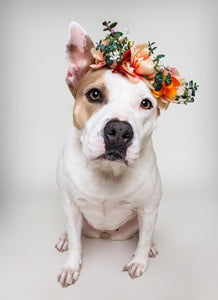 See Spot Studio Pet Portraits - Saturday: April 5th, 2025