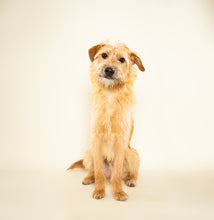 Load image into Gallery viewer, See Spot Studio Pet Portraits - Sunday: January 12th, 2025
