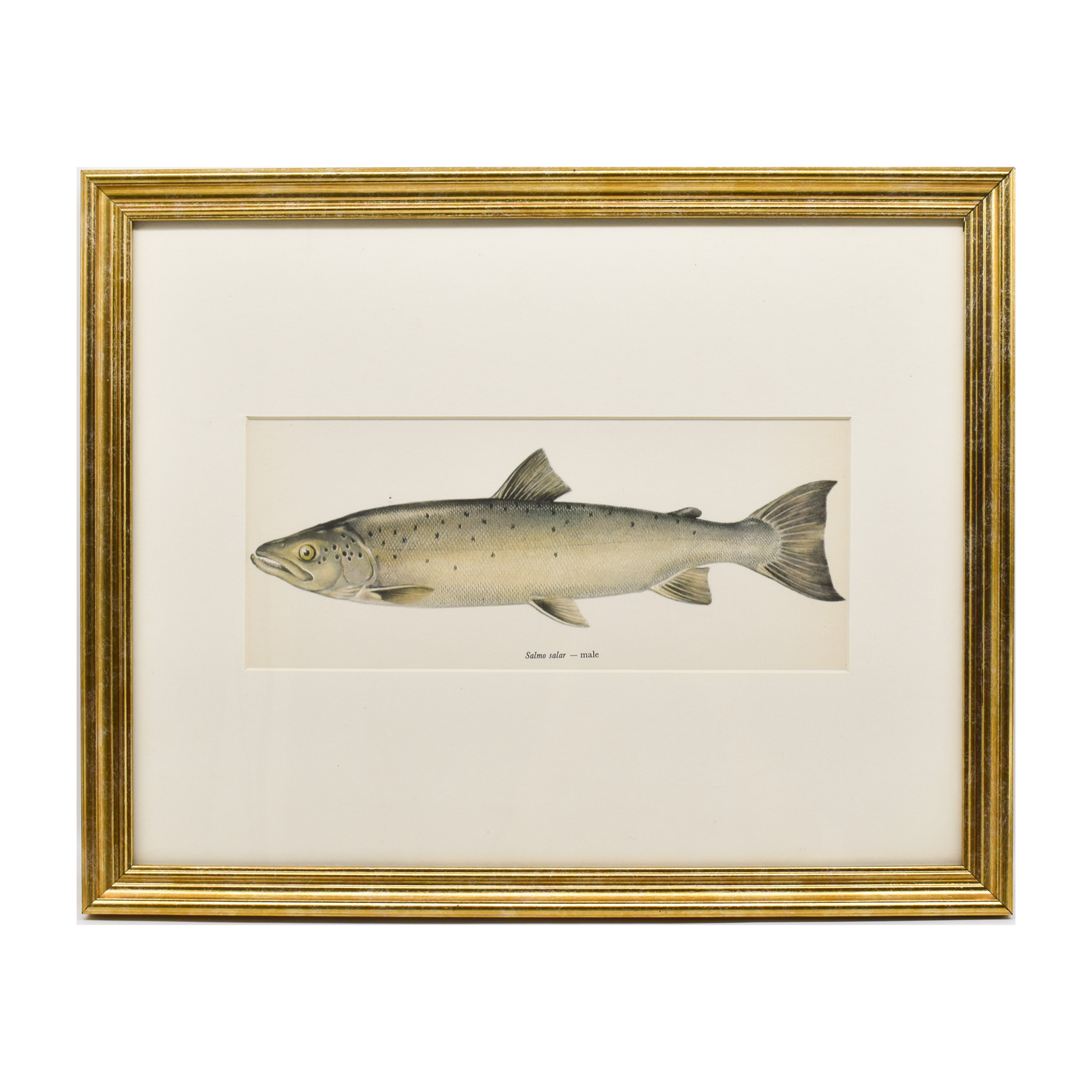 Vintage Salmo Salar Print