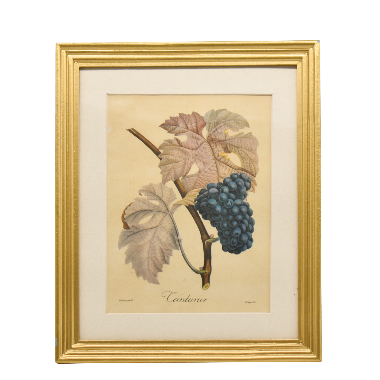 Wine Grapes by Turpin